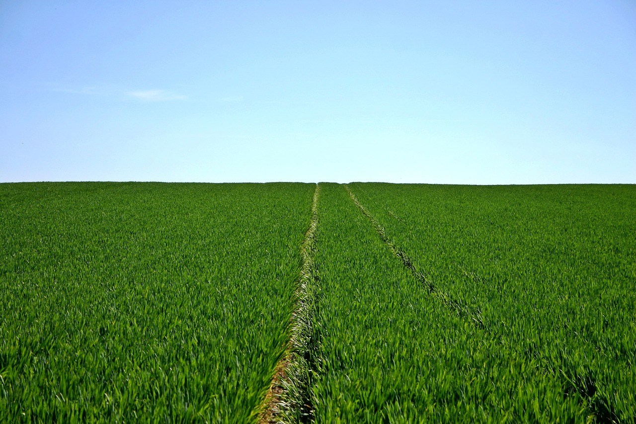 cereals, field, green-480691.jpg